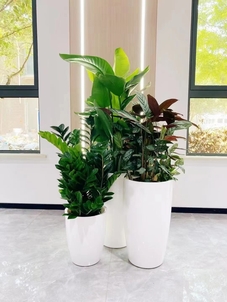 专业镇海植物租赁,给你专属绿色体验